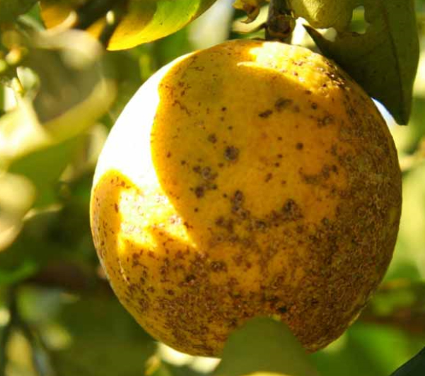 Citrus Tree Disease